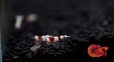 Crystal Red Bee SRS Caridina Shrimp - Grade SSS++